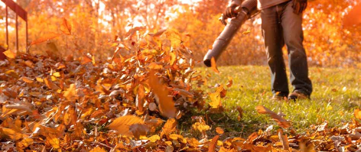 Leaf Removal
